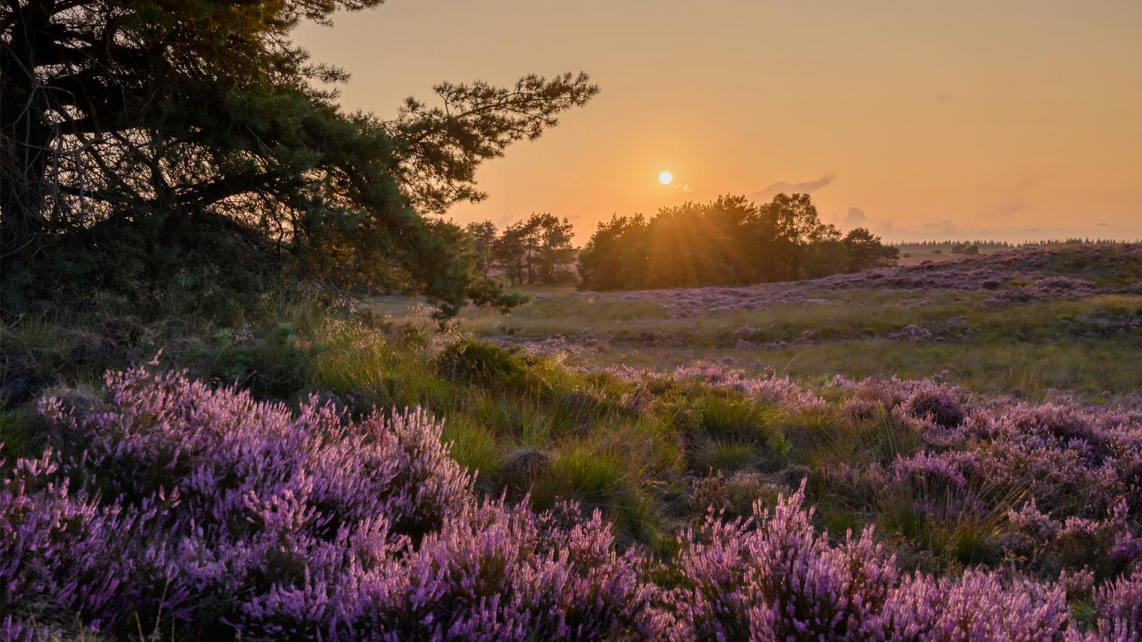 Zomerarrangementen | Landgoed Het Roode Koper